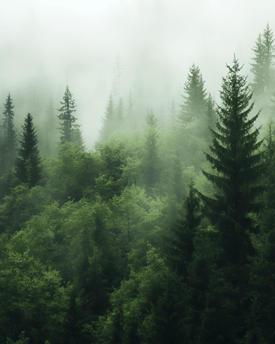 Nordic Mist Forest Wallpaper Mural | Layered Pine Silhouettes in Fog - Tranquil Green Gradients Wall Décor