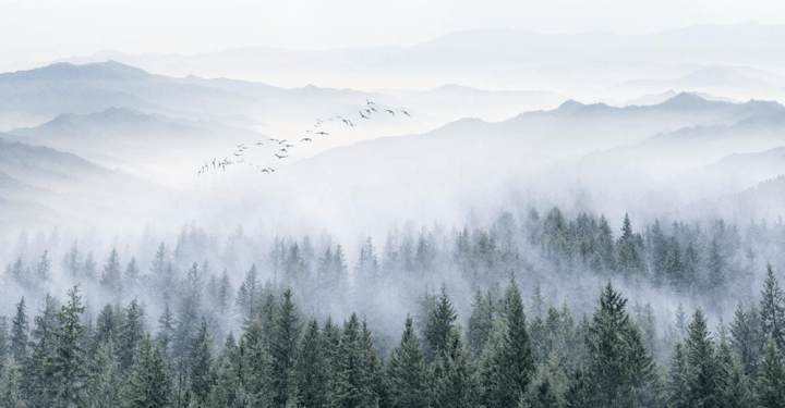 Alpine Mist Forest Wallpaper Mural | Ethereal Mountain & Fir Tree Photography – Layered Fog Landscape Wall Décor