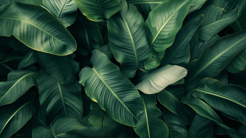 Tropical Green Leaf Wallpaper Mural – Natural Botanical Decor for Living Room & Bedroom