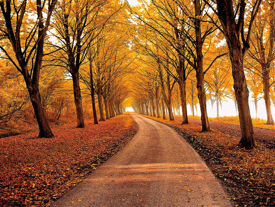 Autumn Boulevard Wallpaper | Forest Tunnel Art Wall