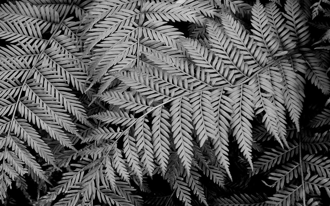 Black and white fern wallpaper | fern leaf decorative mural