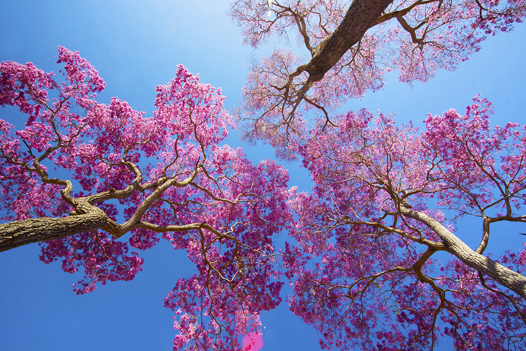 Blue Jacaranda Sky Wallpaper | Blue Jacaranda Sky Mural