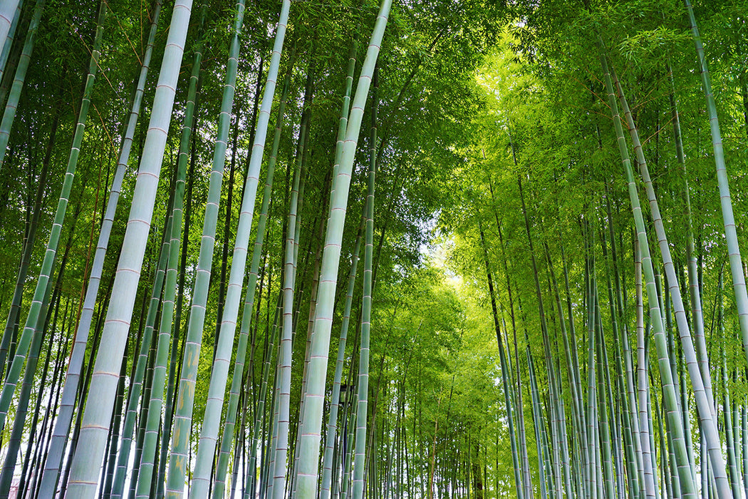 Bamboo Forest Landscape Wallpaper | Natural Landscape Decorative Mural Painting