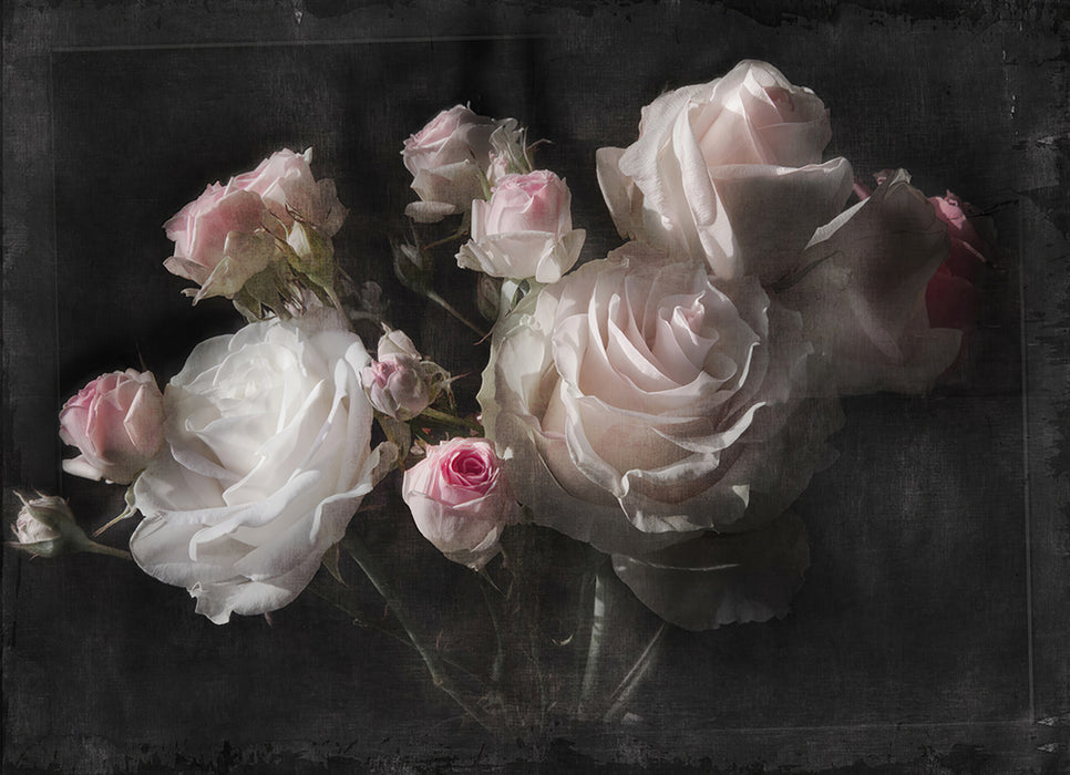 Vintage Rose Art Wallpaper | Dark toned Flower Mural