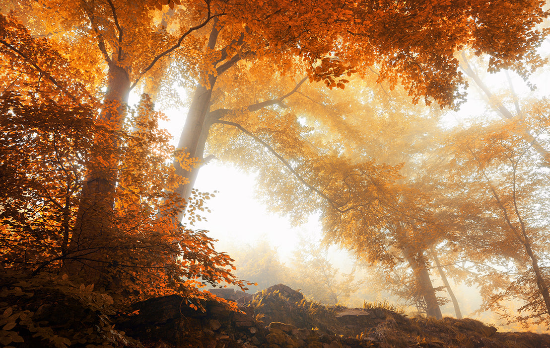 Golden Autumn Forest Wallpaper Mural | Sunlit Woodland Escape | Warm Yellow Botanical Décor