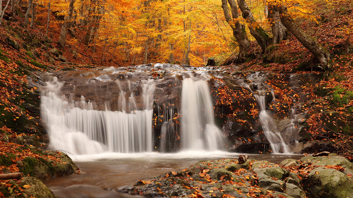 Autumn Forest Waterfall Wallpaper Mural | Natural Scenery