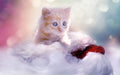 Dreamy Kitten Gradient Wallpaper Mural | Chic Pink-Blue Décor with Adorable Cat Art
