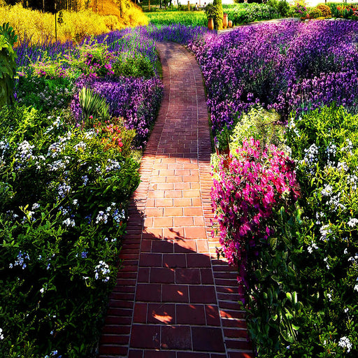 Garden landscape wallpaper mural | Colorful flowers arranged in a staggered manner.