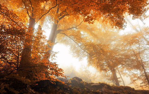 Golden Autumn Forest Wallpaper Mural | Sunlit Woodland Escape | Warm Yellow Botanical Décor
