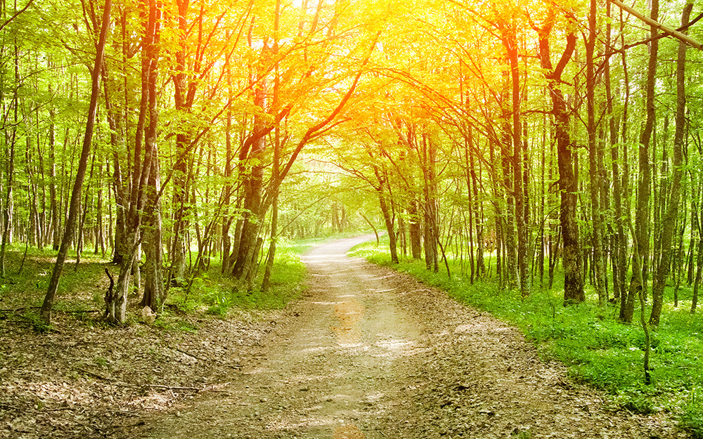 Sunlit Forest Path Wallpaper Mural | Woodland Escape with Light Penetration | Tranquil Green Décor