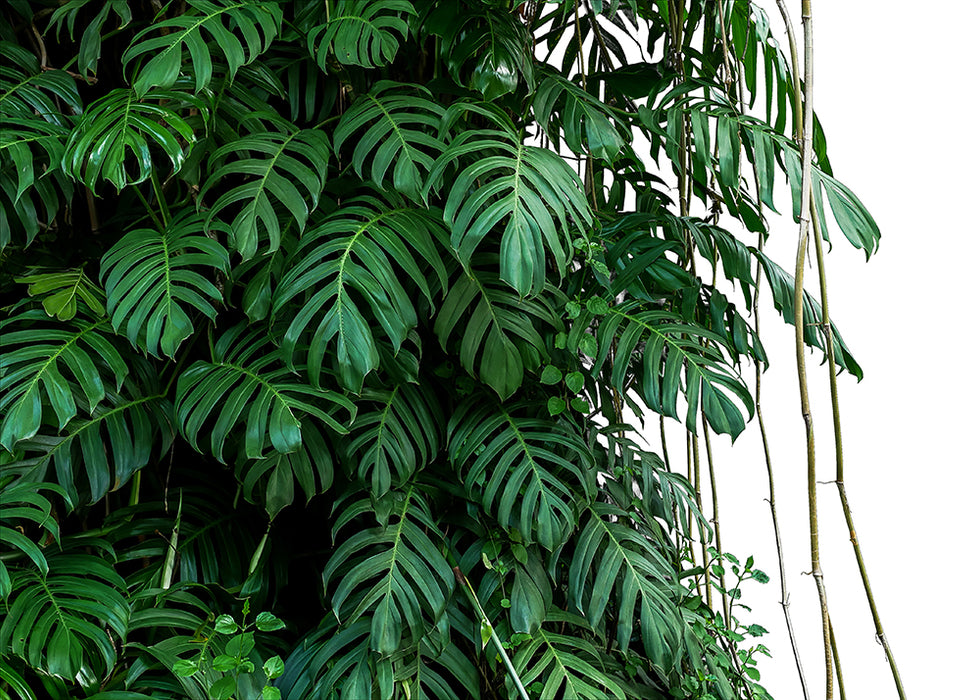 Tropical Leaf Wallpaper Mural | Natural Green Plant Background Wall