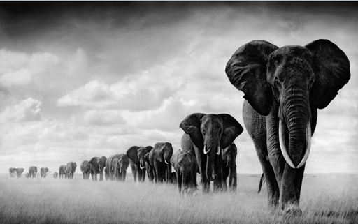Animal Wallpaper Mural | Elephant - Carving wallpaper