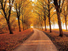 Autumn Boulevard Wallpaper | Forest Tunnel Art Wall - Immersive autumn tree-lined avenue with golden leaves, hyper-realistic textures, and layered fallen leaves on the ground