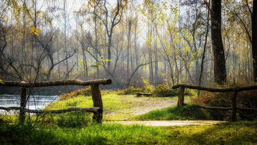 Autumn forest wallpaper mural | Wood meadow filled with morning mist in the forest - Carving wallpaper