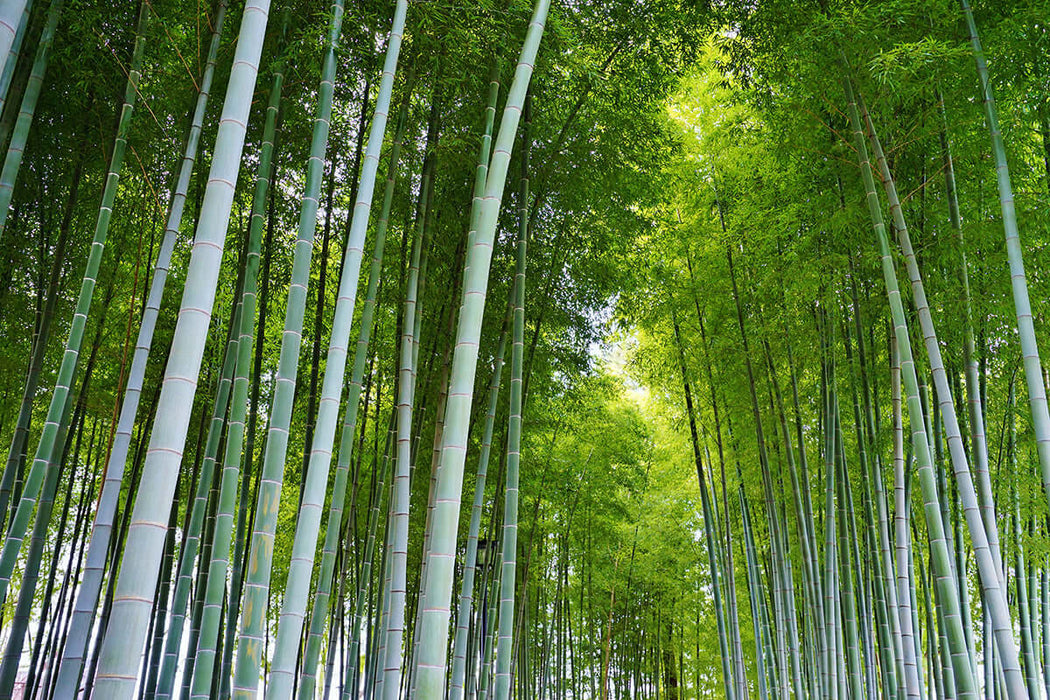 Bamboo Forest Landscape Wallpaper | Natural Landscape Decorative Mural Painting