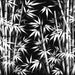 Bamboo forest wallpaper mural | Black background with white bamboo - Carving wallpaper