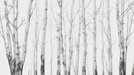 Birch wallpaper with clear toned forest - Carving wallpaper
