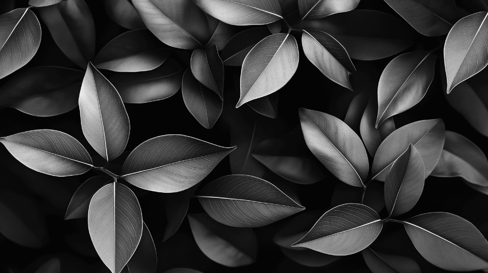 Black and white leaf wallpaper mural | Leaves presented in black and white tones - Carving wallpaper