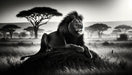 Black and white lion wallpaper mural | Mighty lion - Carving wallpaper