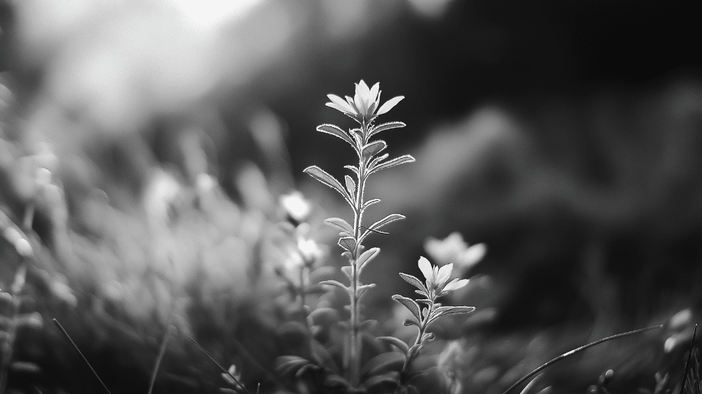 Black and white plant flower wallpaper mural | Nordic style black and white - Carving wallpaper