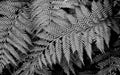 Black and white fern wallpaper | fern leaf decorative mural