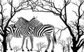 Black and white zebra art wallpaper mural | Grassland element wallpaper