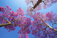 Blue Jacaranda Sky Wallpaper | Blue Jacaranda Sky Mural - Blooming jacaranda trees with pink-purple blossoms against a clear blue sky