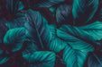 Dark tropical leaf wallpaper mural | Personalized decoration in living room and bedroom