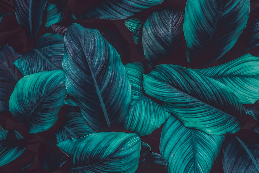 Dark tropical leaf wallpaper mural | Personalized decoration in living room and bedroom - Carving wallpaper