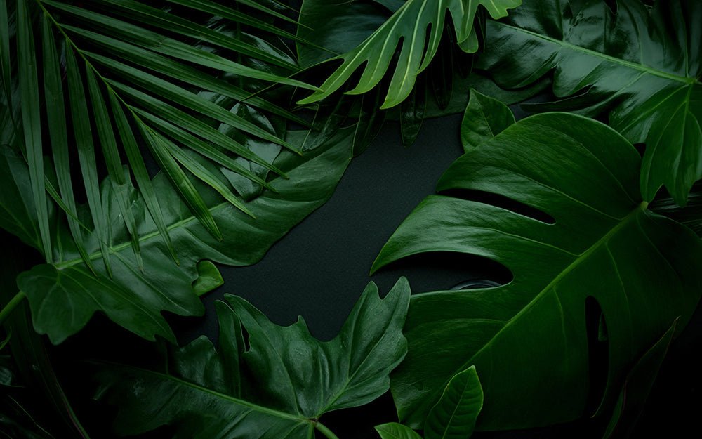 Deep green tropical plant mural wallpaper | Deep green leaves - Carving wallpaper