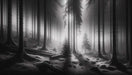 Elegant Black & White Misty Forest Wallpaper Mural - Tall Trees Art