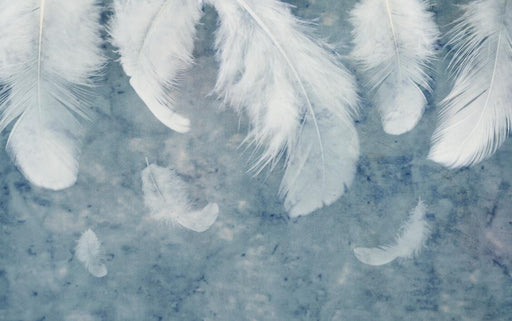 Feather Wallpaper Mural | Soft Feather Blues Background - Carving wallpaper