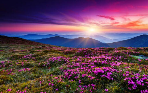 Flower and Flower Wallpaper Mural | Radiant Sunrise on Huahai Mountain - Carving wallpaper