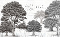 Forest Art Dream Wallpaper Mural | Black & White Tree Line & Bird Design for Study & Living Room