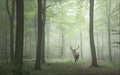 Forest Mist Wallpaper Mural | Deer Strolling in the Woods - Carving wallpaper