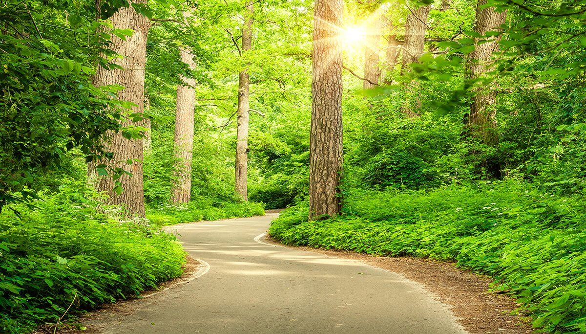 Forest Sunlight Trail Mural Wallpaper - Serene Nature Décor for Living Room & Bedroom
