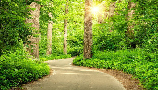 Forest Sunlight Trail Mural Wallpaper - Serene Nature Décor for Living Room & Bedroom
