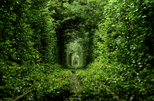 Forest Tunnel Wallpaper Mural | Green Forest Tunnel - Carving wallpaper