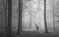 Mystical Deer Forest Wallpaper Mural | Black & White Misty Woods with Antler Silhouette – Monochrome Serenity Wall Décor