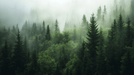 Forest Wallpaper Murals Nordic Forests and Mist - Carving wallpaper
