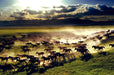 Grassland horse herd wallpaper mural | Living room and bedroom natural style decoration - Carving wallpaper