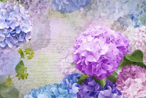 Hydrangea Wallpaper Mural | Romantic Purple Blue Hydrangea Revival of Ancient Style with soft light purple, pink, and blue hydrangeas