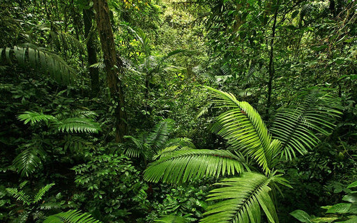 Immerse in Emerald | Deep Jungle Wallpaper Mural | Luxe Nature Décor | Transform Any Room! — Deep green tropical rainforest scene with lush ferns and dense greenery