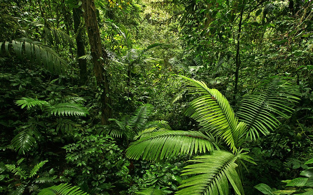 Jungle Wallpaper Mural | Deep Green Forest - Carving wallpaper
