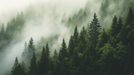 Misty Forest Wallpaper Mural | Thick Pine Forest - Carving wallpaper