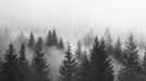 Misty pine forest wallpaper mural | Black and white scenery - Carving wallpaper