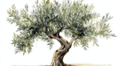 Olive Tree Wallpaper Mural | Watercolor Painting Exquisite Illustrations of Olive Trees - Carving wallpaper