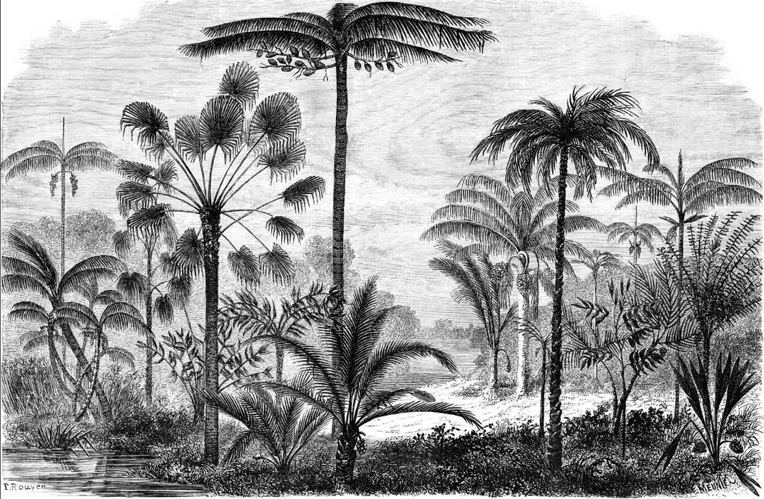 Palm Tree Wallpaper Wilderness - Carving wallpaper
