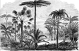 Palm Tree Wallpaper Wilderness - Carving wallpaper