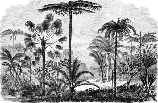Palm Tree Wallpaper Wilderness - Carving wallpaper